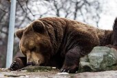 Воронежский медведь дошел до главы СКР