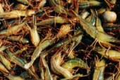 Вьетнам просит Россию оперативно подписать соглашение о поставках продуктов