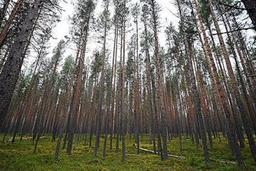 Челябинску предложили щит