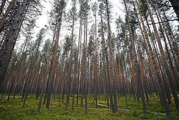 Челябинску предложили щит