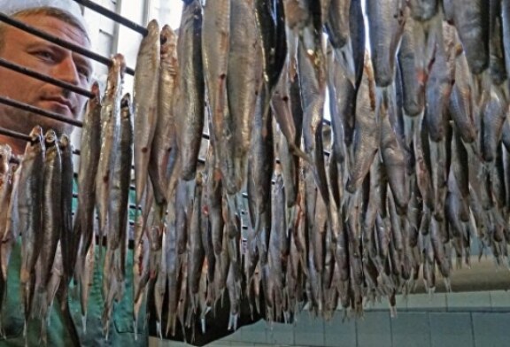 Калининградские власти намерены продлить поддержку рыболовецкой отрасли