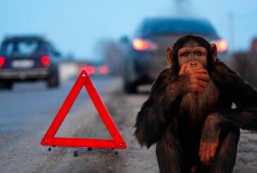 В Китае мартышка устроила ДТП, сверкая красным задом вместо светофора