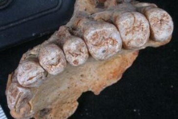Homo sapiens покинул пределы Африки раньше, чем предполагалось