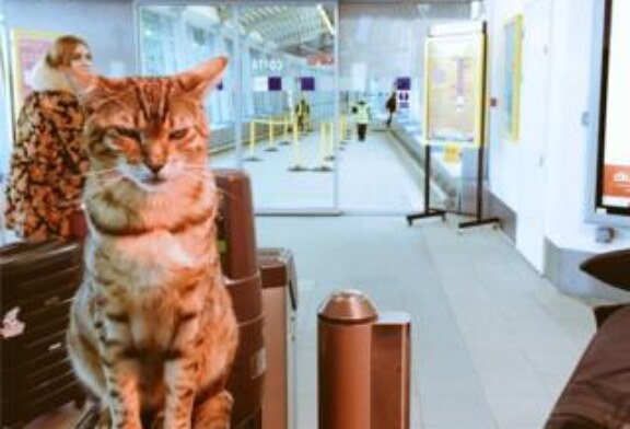 Британские коты на службе, ч. 2: вокзальные, театральные, церковные