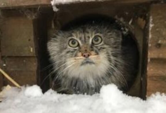 Фото: как звери Британии встречают «Зверя с Востока»