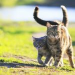 Польза котов для здоровья. Что говорит наука?