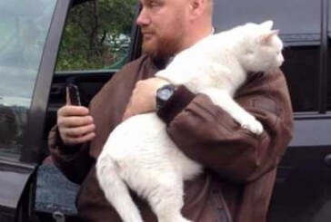 Британский кот-автостопщик застрял за радиатором и проехал 128 км, но выжил