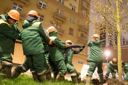 Больше 9 тыс. деревьев высадят в Москве осенью