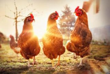 Ни одна курица не пострадала: кто будет есть мясо из лаборатории?