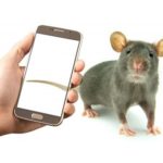 Стоит ли бояться рака от мобильного телефона, если вы не самец крысы?