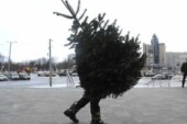 Россияне начали скупать новогодние елки уже в ноябре