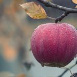 То как мы питаемся, действительно влияет на то, как мы мыслим