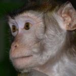 У обезьяны из контактного зоопарка проверят прививки после нападения на посетительницу