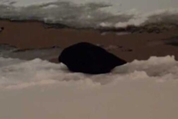 Нерпенок поселился под мостом в центре Петербурга