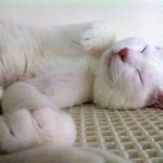 Ученые рассказали, каким образом сон укрепляет иммунитет