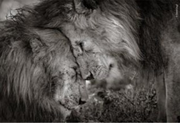 И у львов бывают чувства. Царь зверей победил на конкурсе «Фотограф-натуралист года»