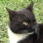Кот-паломник прошел 300 км ради возвращения в родной монастырь