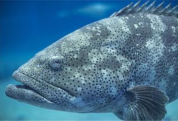 Рыбы и креветки могут помочь засечь вражескую подводную лодку. Ученые предлагают это всерьез