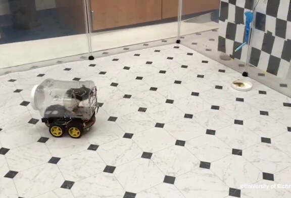 Американские ученые научили крыс водить машины (видео)