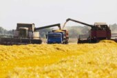 Кого Россия будет хлебом кормить в этом году — Свободная Пресса