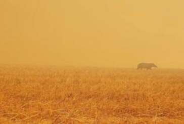Аномальное лето-2020: то потоп, то засуха. Ученые обещают планете новый рекорд потепления