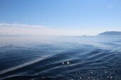 Четыре привитых иностранной вакциной спортсмена заболели COVID во время трансбайкальского заплыва